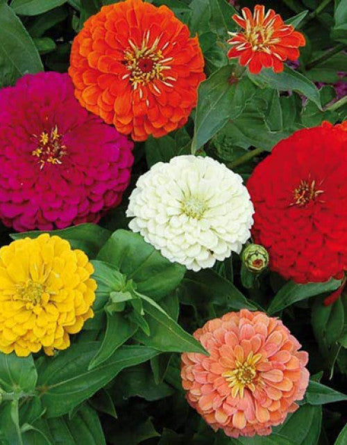 Easy-to-grow mixed flower seeds in pots and garden beds