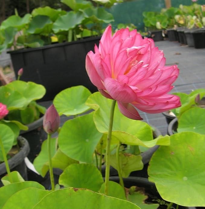 Pack of 20 Japanese bonsai lotus seeds with SunMade high-quality lotus silk artificial flower seedpods for DIY gardening and décor