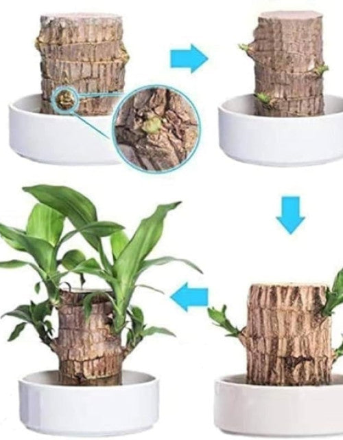 "Indoor Brazilian Lucky Bamboo Plant for Positive Energy and Feng Shui"