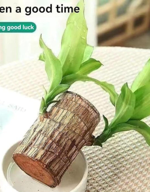  "Fresh Green Lucky Bamboo Plant – Pack of 1, Ideal Gift for Good Luck" 