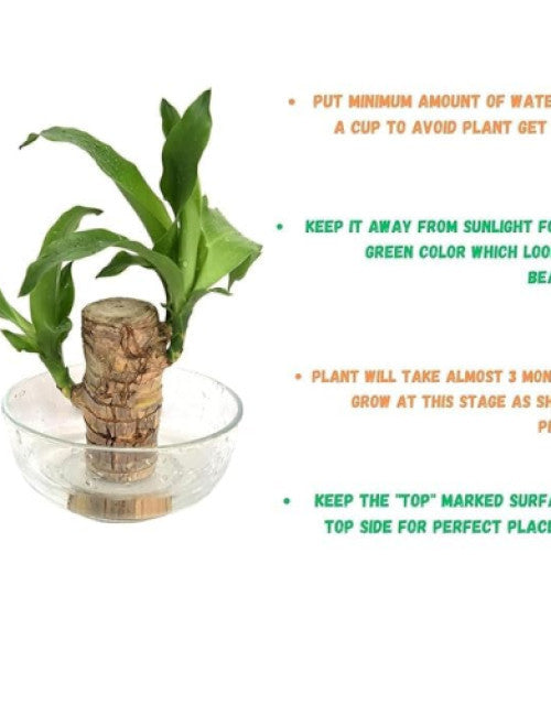  "Fresh Green Lucky Bamboo Plant – Pack of 1, Ideal Gift for Good Luck" 