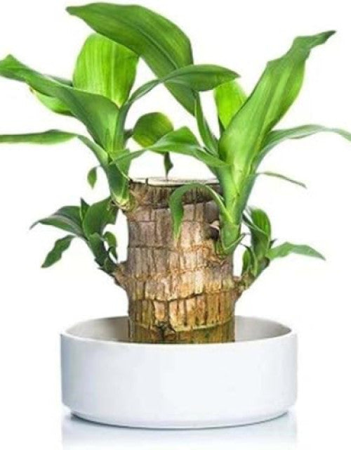  "Fresh Green Lucky Bamboo Plant – Pack of 1, Ideal Gift for Good Luck" 