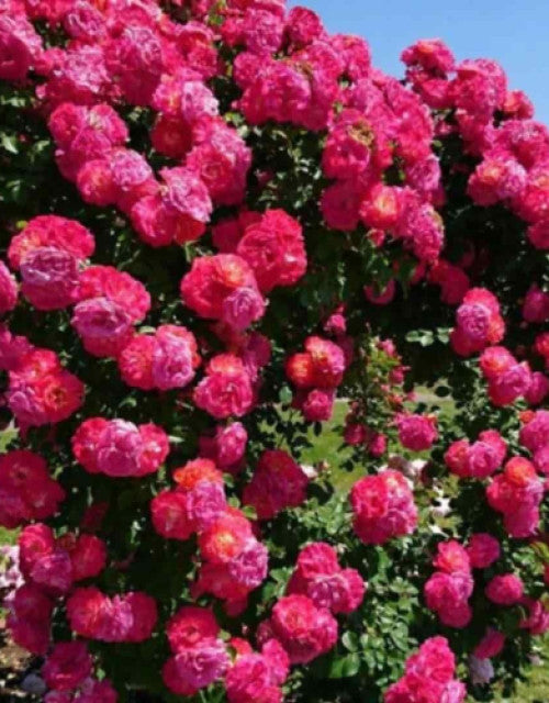  Elegant climbing rose flower seeds with growth supplement in package 