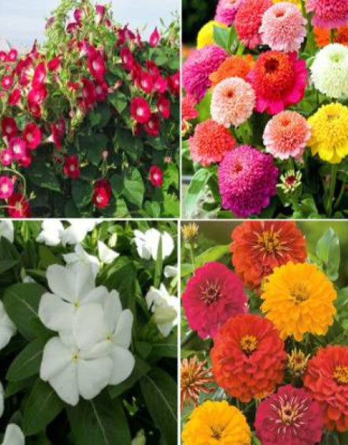 Easy-to-grow mixed flower seeds in pots and garden beds