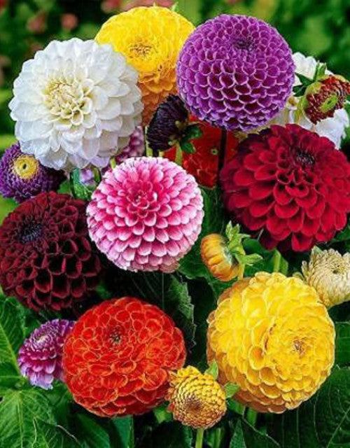 Easy-to-grow mixed flower seeds in pots and garden beds