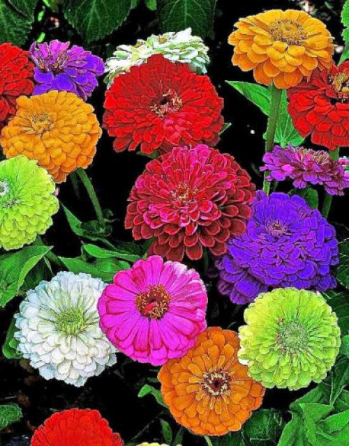 Easy-to-grow mixed flower seeds in pots and garden beds