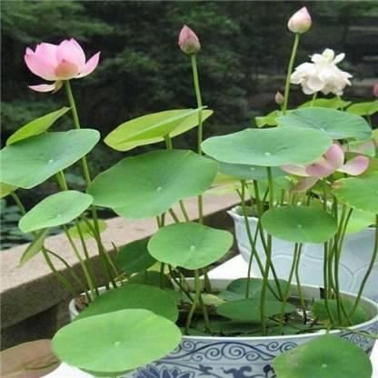 20 Japanese bonsai lotus seeds with SunMade lotus silk artificial flower seedpods for home and garden decor