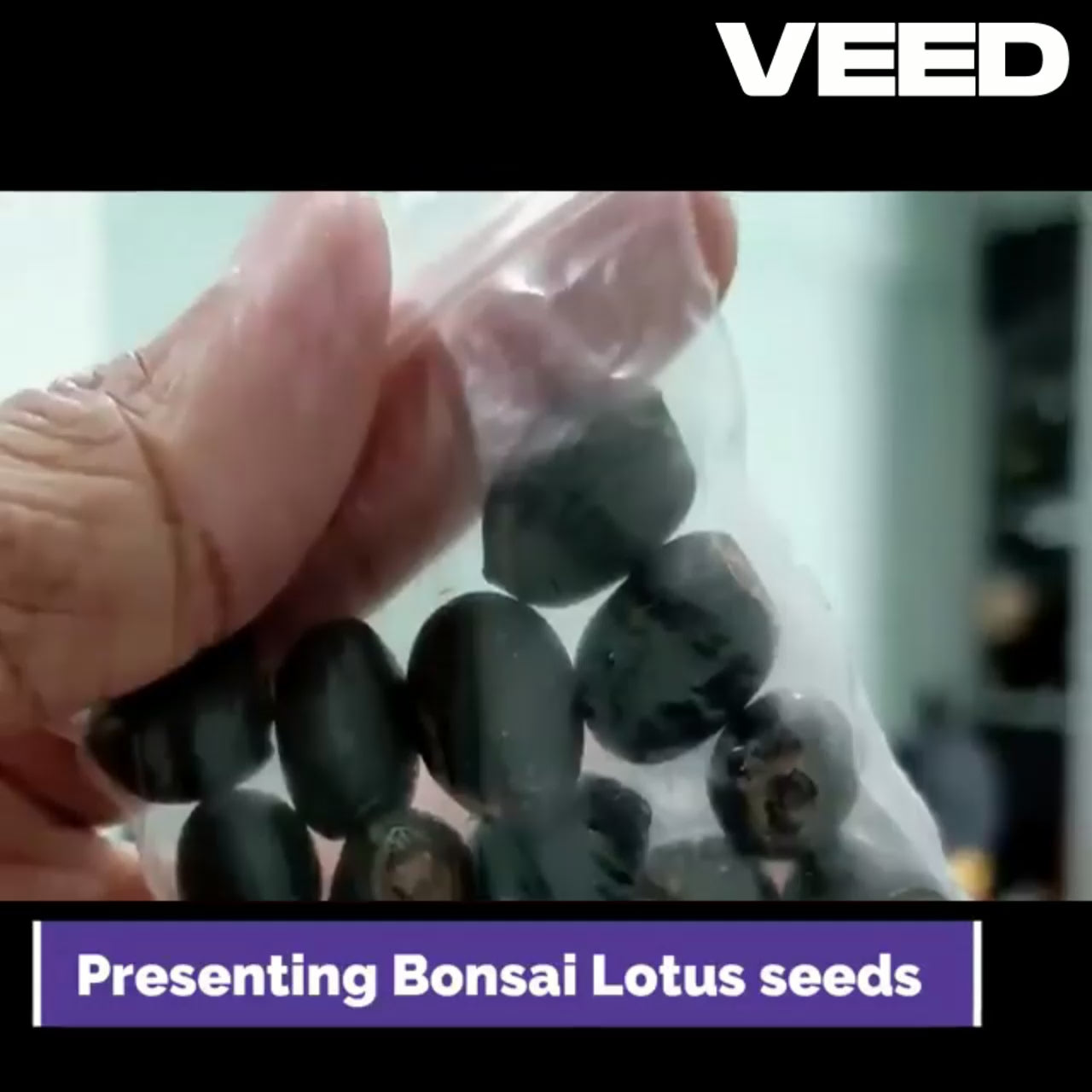 Close-up of 20 Japanese bonsai lotus seeds and SunMade lotus silk artificial flower seedpods for DIY gardening and home decoration