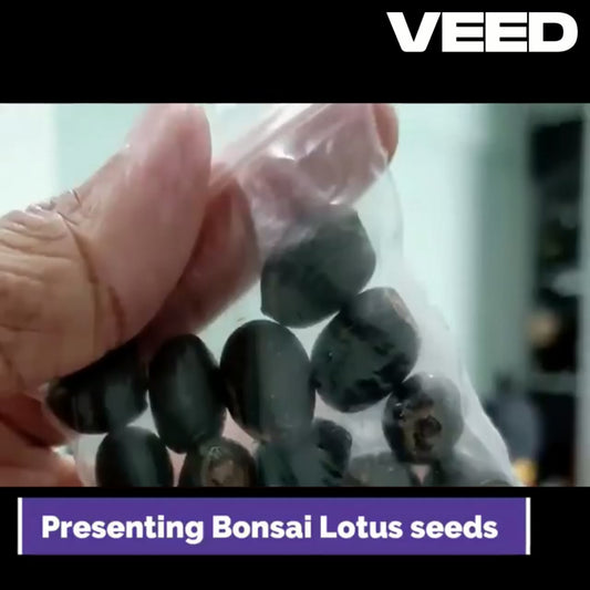 Close-up of 20 Japanese bonsai lotus seeds and SunMade lotus silk artificial flower seedpods for DIY gardening and home decoration